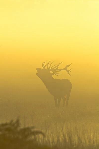 Red Deer (Cervus elaphus) stag, roaring, silhouetted in mist at sunrise, Richmond Park, London, England, October