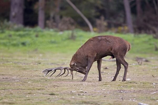 Red Deer (Cervus elaphus) stag, rubbing antlers on ground and urinating on himself, during rutting season, Minsmere RSPB Reserve, Suffolk, England, october