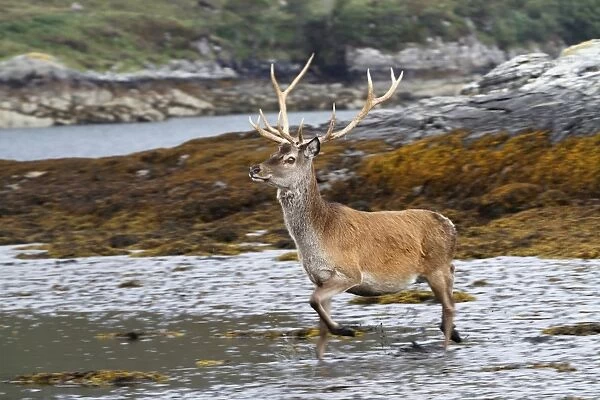Red Deer (Cervus elaphus) stag, running along seashore, Kylestrome, Sutherland, Northwest Scotland, august