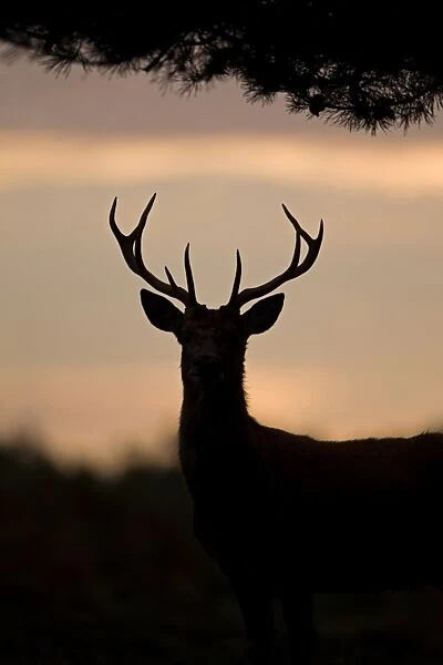 Red Deer (Cervus elaphus) stag, silhouetted at sunrise, during rutting season, Minsmere RSPB Reserve, Suffolk, England, october