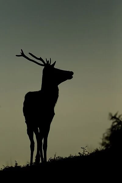 Red Deer (Cervus elaphus) stag, silhouetted at dusk, during rutting season, Bradgate Park, Leicestershire, England, november
