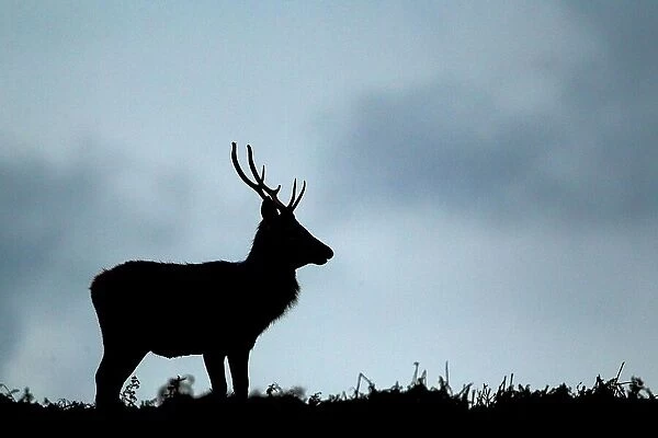 Red Deer (Cervus elaphus) stag, silhouetted at dusk during rutting season, Bradgate Park, Leicestershire, England