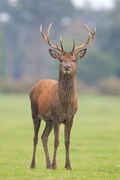 Red Deer (Cervus elaphus) stag, standing, during rutting season, Minsmere RSPB Reserve, Suffolk, England, october