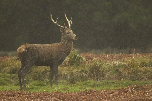Red Deer (Cervus elaphus) stag, standing in rainstorm, during rutting season, Bradgate Park, Leicestershire, England, november