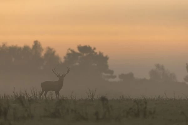 Red Deer (Cervus elaphus) stag, standing in mist at sunrise, during rutting season, Minsmere RSPB Reserve, Suffolk