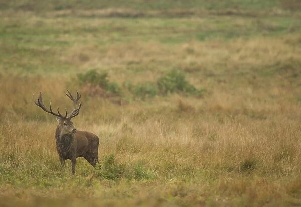 Red Deer (Cervus elaphus) stag, standing in parkland habitat, during rutting season, Bradgate Park, Leicestershire