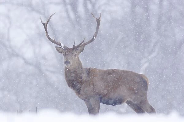 Red Deer (Cervus elaphus) stag, standing in snow during snowfall, Yorkshire, England, december