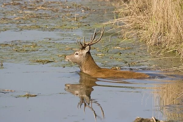 Red Deer (Cervus elaphus) stag, swimming in wetland, Minsmere RSPB Reserve, Suffolk, England, october