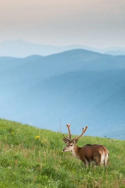 Red Deer (Cervus elaphus) stag, in velvet, standing in montane meadow habitat, Bieszczady N. P