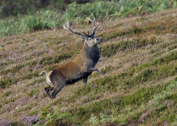 Red Deer (Cervus elaphus) stag, walking in heather on slope, Islay Sound, Islay, Inner Hebrides, Scotland, september