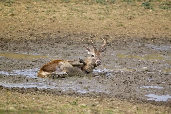 Red Deer (Cervus elaphus) stag, wallowing, during rutting season, Minsmere RSPB Reserve, Suffolk, England, october
