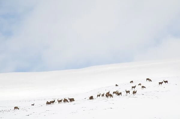 Red Deer (Cervus elaphus) stags, herd grazing on snow covered mountainside, Glen Clunie, Cairngorms N. P