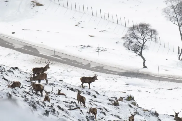 Framed Print : Red Deer (Cervus elaphus) stags, herd on snow covered mountainside high above A93 Old Military Road, Glen Clunie