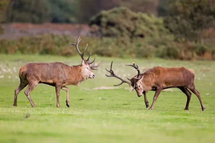 Framed Print : Red Deer (Cervus elaphus) two stags, fighting, during rutting season, Minsmere RSPB Reserve, Suffolk, England, october Framed Print : Red Deer (Cervus elaphus) two stags, fighting, during rutting season, Minsmere RSPB Reserve, Suffolk, England, october