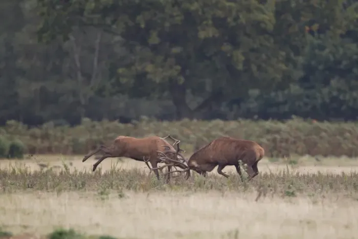 Framed Print : Red Deer (Cervus elaphus) two stags, fighting during rutting season, Minsmere RSPB Reserve, Suffolk, England, October Framed Print : Red Deer (Cervus elaphus) two stags, fighting during rutting season, Minsmere RSPB Reserve, Suffolk, England, October