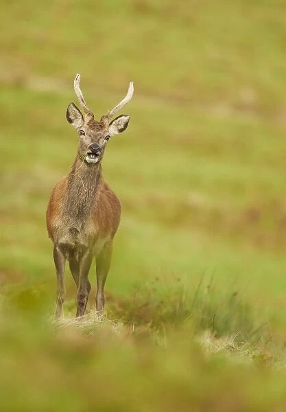 Red Deer (Cervus elaphus) young stag, with antlers in velvet, grazing with mouth open, Leicestershire, England, October