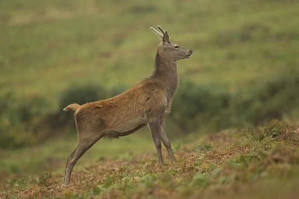 Red Deer (Cervus elaphus) young stag, standing on bracken, during rutting season, Bradgate Park, Leicestershire