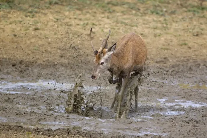 Framed Print : Red Deer (Cervus elaphus) young stag, kicking water over body in wallow, during rutting season, Minsmere RSPB Reserve, Suffolk, England, october Framed Print : Red Deer (Cervus elaphus) young stag, kicking water over body in wallow, during rutting season, Minsmere RSPB Reserve, Suffolk, England, october