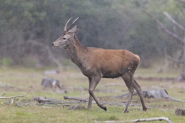 Red Deer (Cervus elaphus) young stag, walking in woodland clearing during rainfall, during rutting season