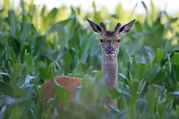 Red Deer (Cervus elaphus) young stag, with antlers in velvet, standing in maize crop, Minsmere RSPB Reserve, Suffolk