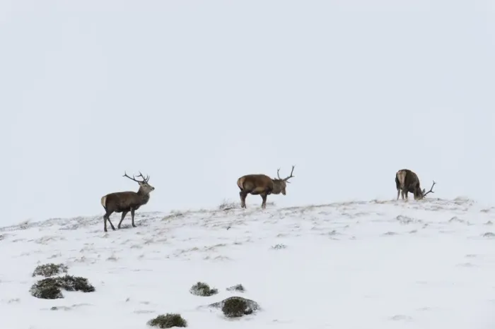 Framed Print : Red Deer (Cervus elaphus) three young stags, standing on snow covered mountainside, Monadhliath Mountains Framed Print : Red Deer (Cervus elaphus) three young stags, standing on snow covered mountainside, Monadhliath Mountains