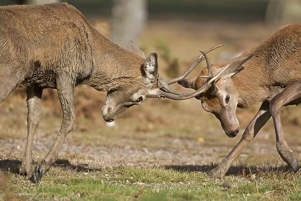 Red Deer (Cervus elaphus) two young stags, fighting, during rutting season, Minsmere RSPB Reserve, Suffolk, England