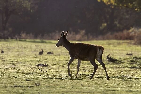 Red Deer hind walking on heath land with grazing Rabbits, note the little flying ghats. Suffolk coast near Minsmere
