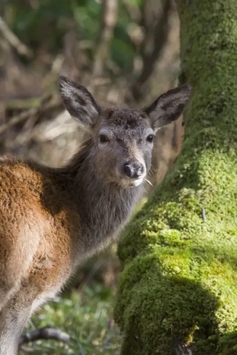 Framed Print : Red Deer hind in woodland on Islay Scotland
