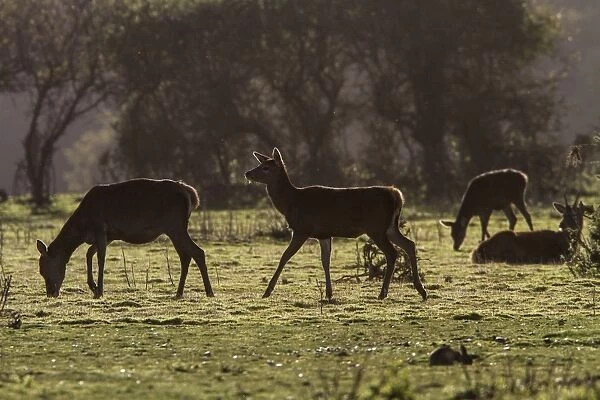 Red Deer hinds with one sitting young male grazing on heath land. note the little flying ghats