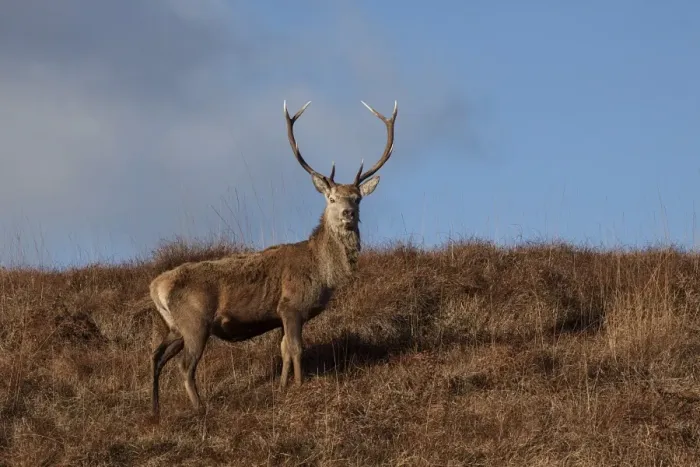 Framed Print : Red Deer stag on the Isle of Jura