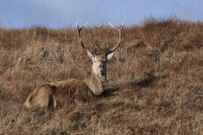 Framed Print : Red Deer stag resting on the Isle of Jura