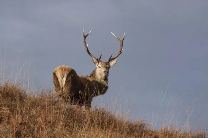 Framed Print : Red Deer stag standing on hillside on the Isle of Jura Framed Print : Red Deer stag standing on hillside on the Isle of Jura