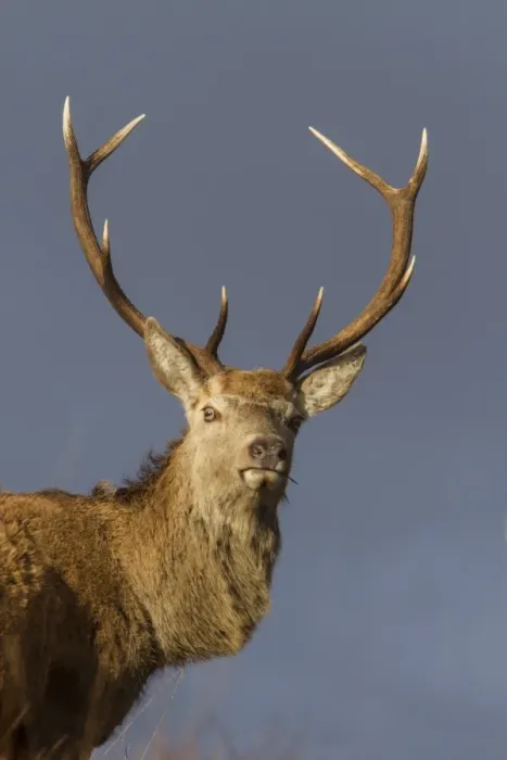Framed Print : Red Deer stag standing on hillside on the Isle of Jura Framed Print : Red Deer stag standing on hillside on the Isle of Jura