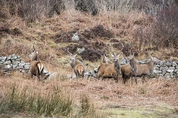 Red Deer Stags on the Isle of Jura Scotland