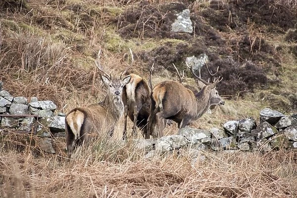 Red Deer Stags jump stone wall on the Isle of Jura Scotland