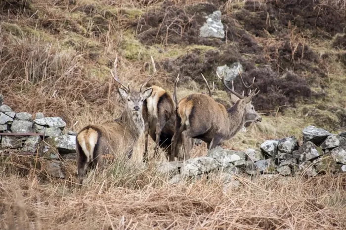 Framed Print : Red Deer Stags jump stone wall on the Isle of Jura Scotland