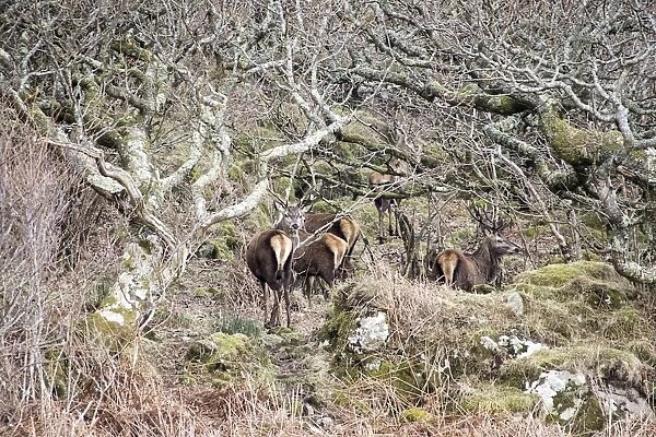 Red Deer Stags in old woodland on the Isle of Jura Scotland