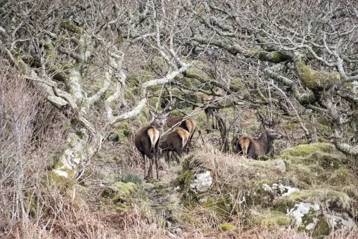 Framed Print : Red Deer Stags in old woodland on the Isle of Jura Scotland Framed Print : Red Deer Stags in old woodland on the Isle of Jura Scotland