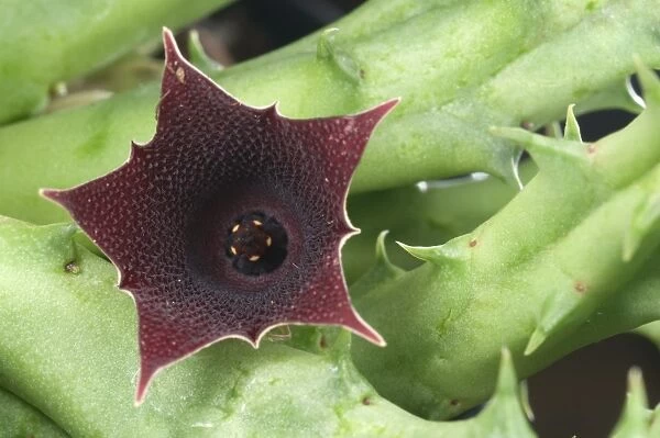 Red Dragon Flower (Huernia keniensis) close-up of flower, Africa