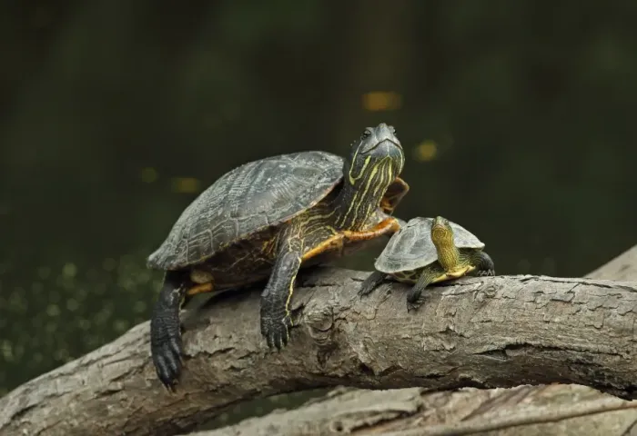 Framed Print : Red-eared Turtle (Trachemys scripta elegans) introduced species, adult, and Chinese Stripe-necked Turtle Framed Print : Red-eared Turtle (Trachemys scripta elegans) introduced species, adult, and Chinese Stripe-necked Turtle