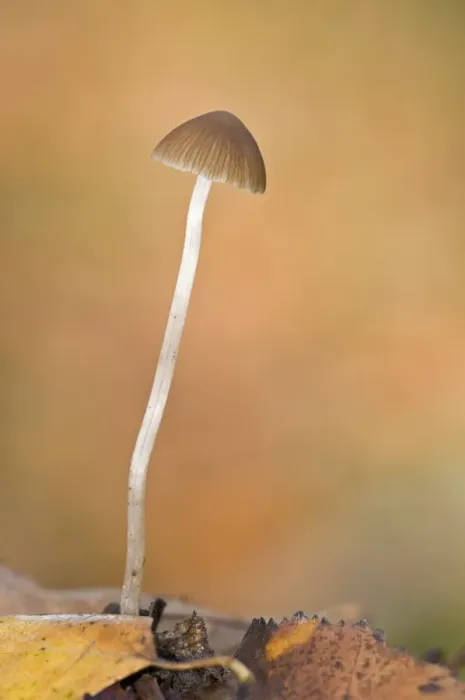 Framed Print : Red-edge Brittlestem (Psathyrella corrugis) fruiting body, growing in leaf litter, Brede High Woods, West Sussex Framed Print : Red-edge Brittlestem (Psathyrella corrugis) fruiting body, growing in leaf litter, Brede High Woods, West Sussex