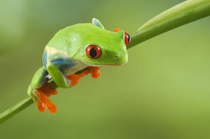 Framed Print : Red-eyed Treefrog (Agalychnis callidryas) adult, clinging to stem, Central America (captive)