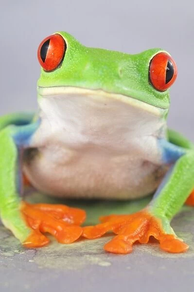 Red-eyed Treefrog (Agalychnis callidryas) adult
