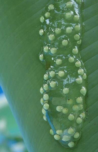 Red-eyed Treefrog (Agalychnis callidryas) eggs, attached to leaf over water, Tortuguero N. P. Caribbean Coast, Costa Rica