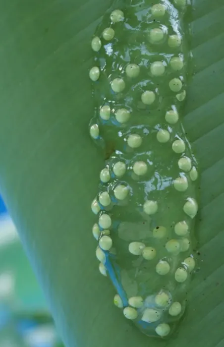 Framed Print : Red-eyed Treefrog (Agalychnis callidryas) eggs, attached to leaf over water, Tortuguero N. P. Caribbean Coast, Costa Rica Framed Print : Red-eyed Treefrog (Agalychnis callidryas) eggs, attached to leaf over water, Tortuguero N. P. Caribbean Coast, Costa Rica