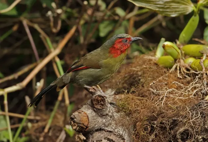 Framed Print : Red-faced Liocichla (Liocichla phoenicea ripponi) adult, perched on mossy stump, Doi Lang, Doi Pha Hom Pok N. P Framed Print : Red-faced Liocichla (Liocichla phoenicea ripponi) adult, perched on mossy stump, Doi Lang, Doi Pha Hom Pok N. P