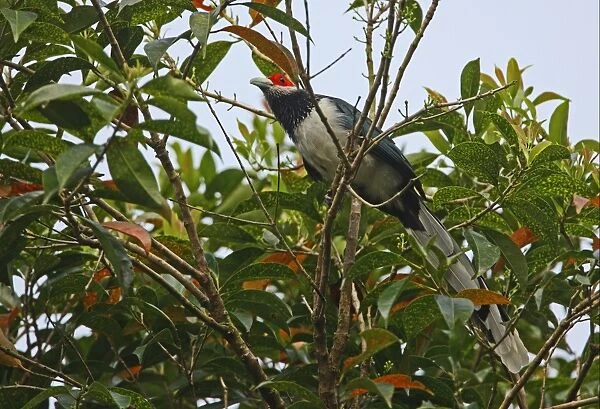 Red-faced Malkoha (Phaenicophaeus pyrrhocephalus) adult male, perched in tree, Sinharaja Forest N. P. Sri Lanka, december
