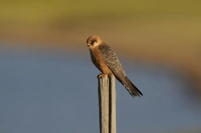 Framed Print : Red-footed Falcon (Falco vespertinus) adult female, perched on post, Lemnos, Greece, April Framed Print : Red-footed Falcon (Falco vespertinus) adult female, perched on post, Lemnos, Greece, April