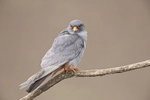 Red-footed Falcon (Falco vespertinus) adult male, calling, perched on branch, Hortobagy N. P. Hungary, April