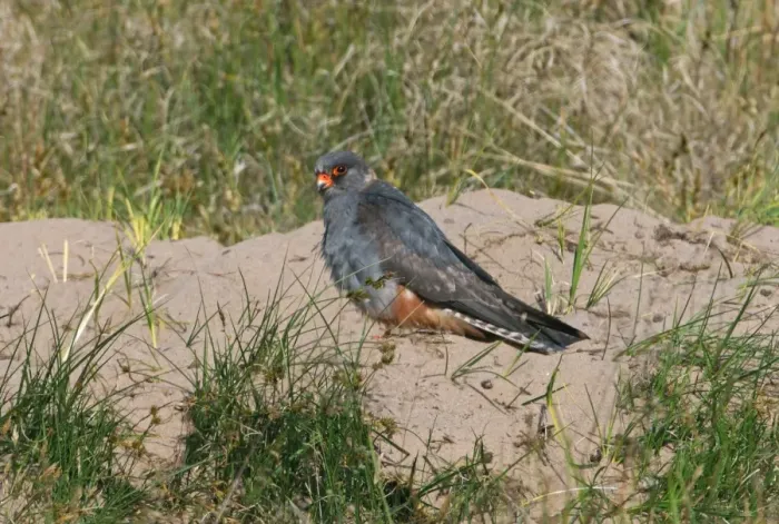 Framed Print : Red-footed Falcon (Falco vespertinus) immature male, vagrant, standing on sandy mound, Horsey, Norfolk, England, june Framed Print : Red-footed Falcon (Falco vespertinus) immature male, vagrant, standing on sandy mound, Horsey, Norfolk, England, june